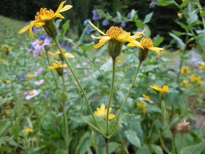 Arnica latifolia image