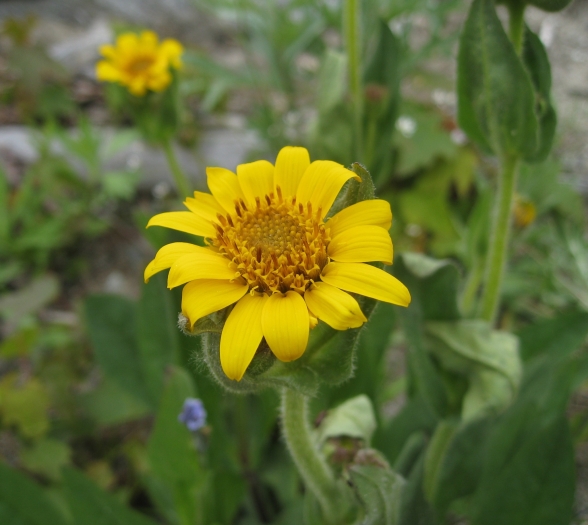 Arnica longifolia image