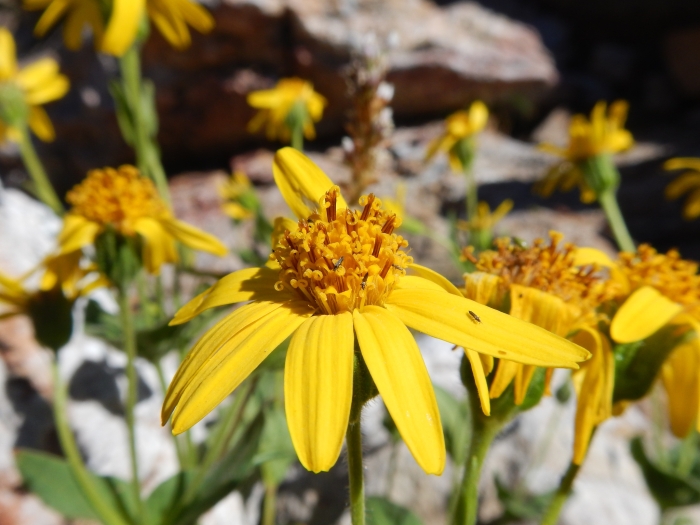 Arnica mollis image
