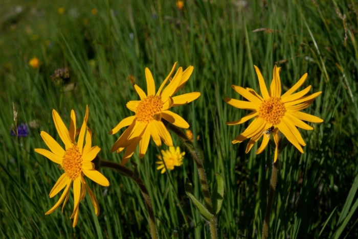Arnica montana image