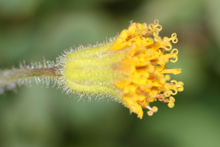 Arnica parryi image