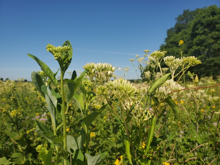 Arnoglossum atriplicifolium image