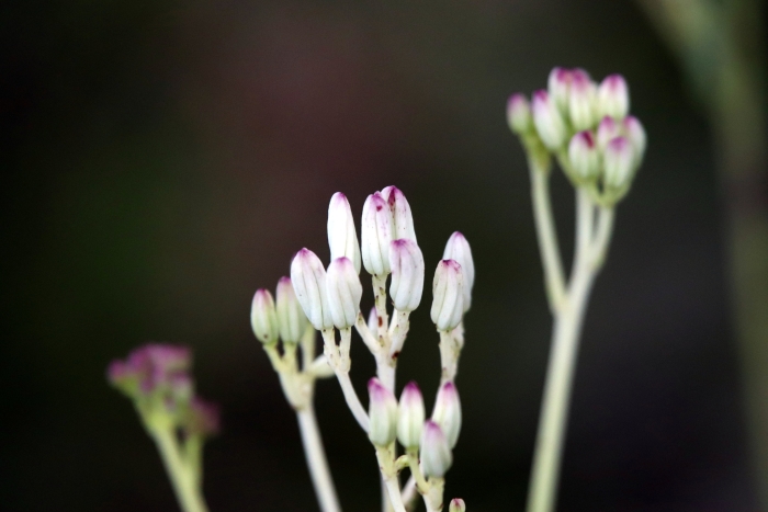Arnoglossum ovatum image
