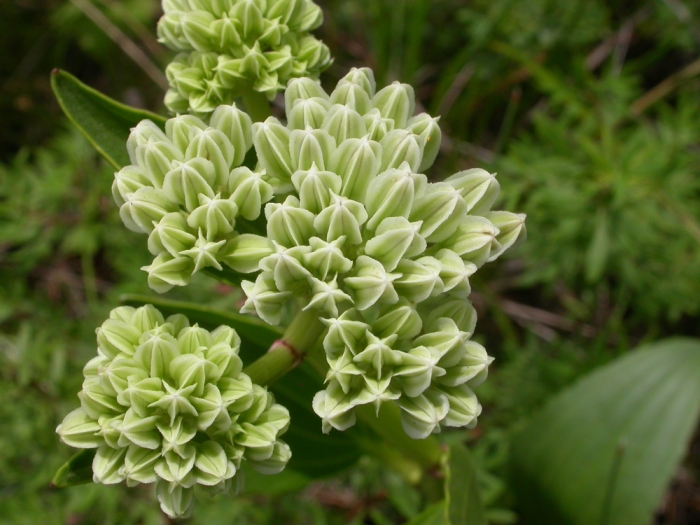 Arnoglossum plantagineum image