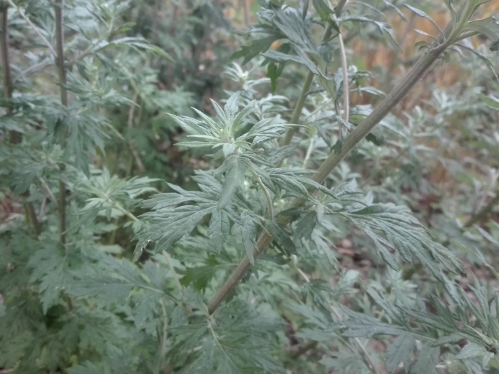 Artemisia absinthium image