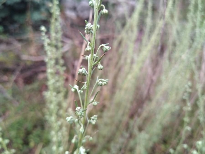 Artemisia alba image