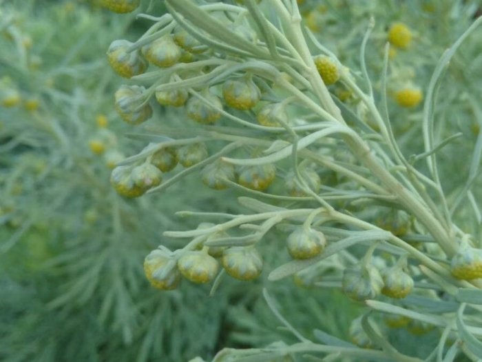 Artemisia arborescens image