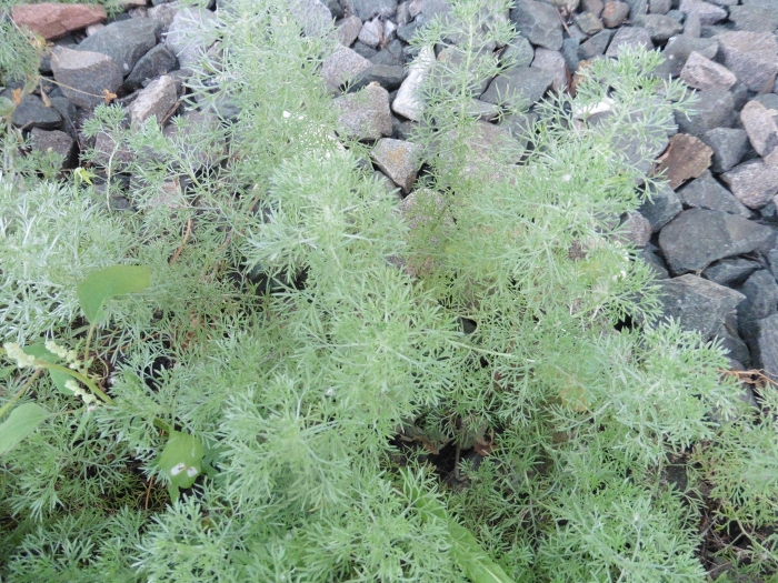 Artemisia austriaca image