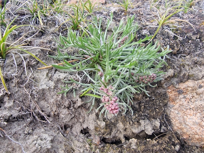 Artemisia borealis image