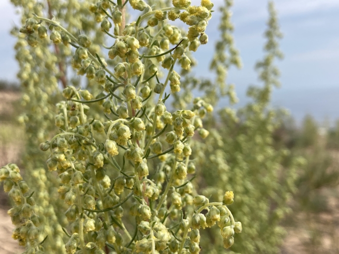Artemisia campestris image