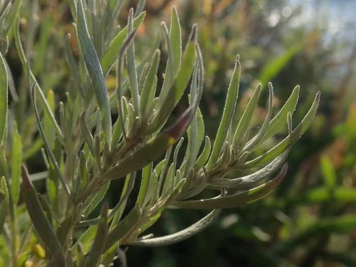 Artemisia cana image
