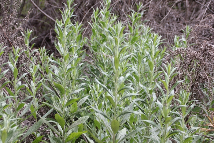 Artemisia douglasiana image