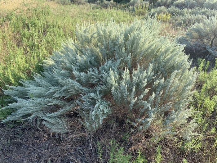 Artemisia filifolia image