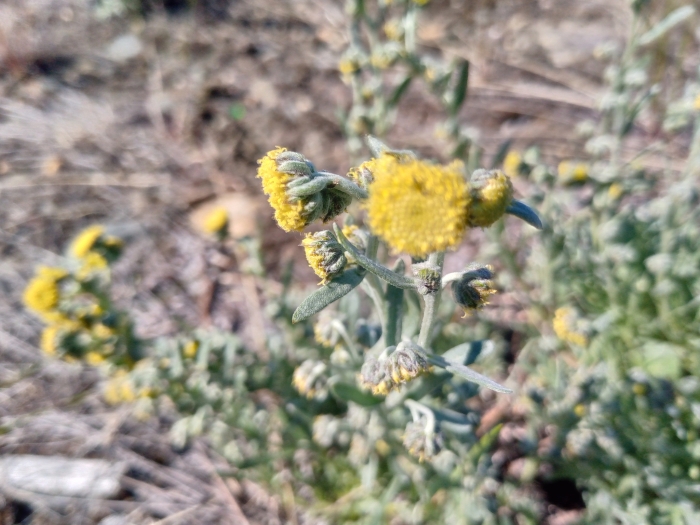 Artemisia furcata image