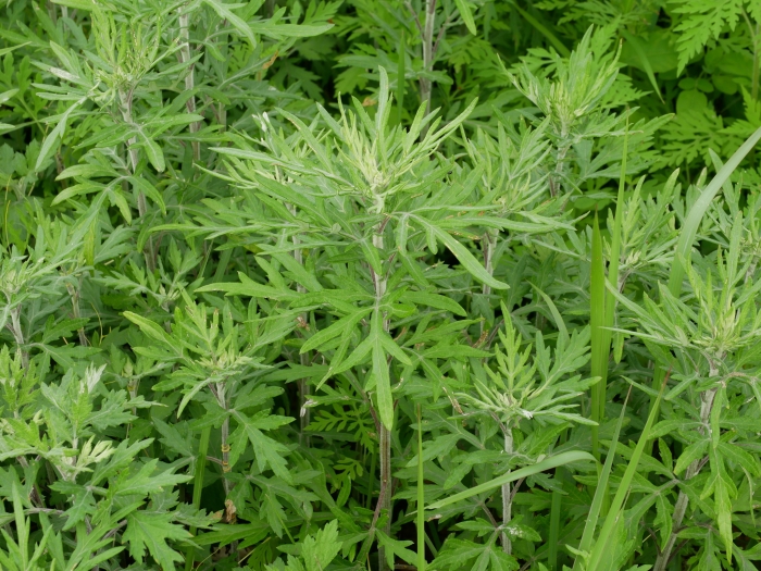 Artemisia indica image