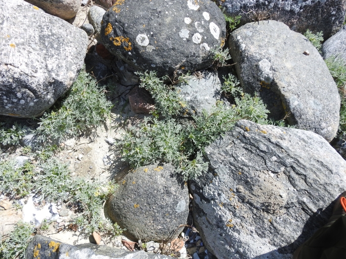 Artemisia maritima image