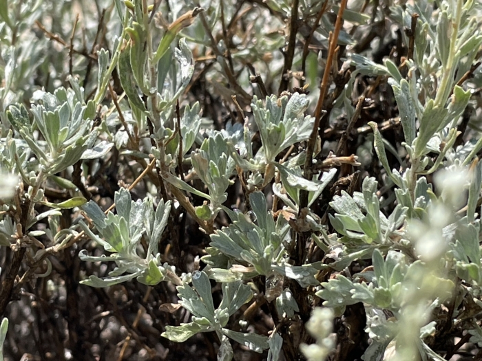Artemisia nova image