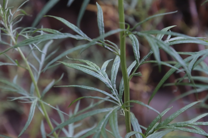 Artemisia palmeri image