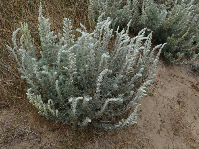 Artemisia pycnocephala image