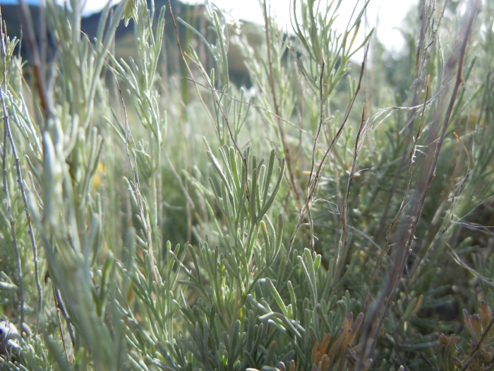 Artemisia tripartita image