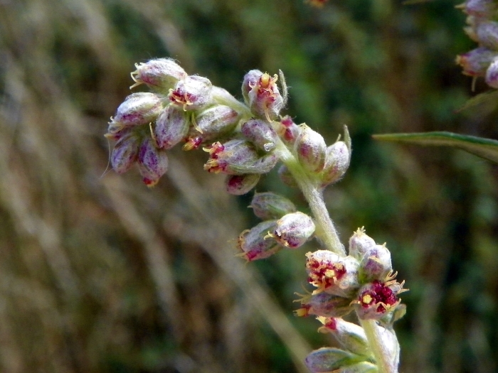 Artemisia vulgaris image
