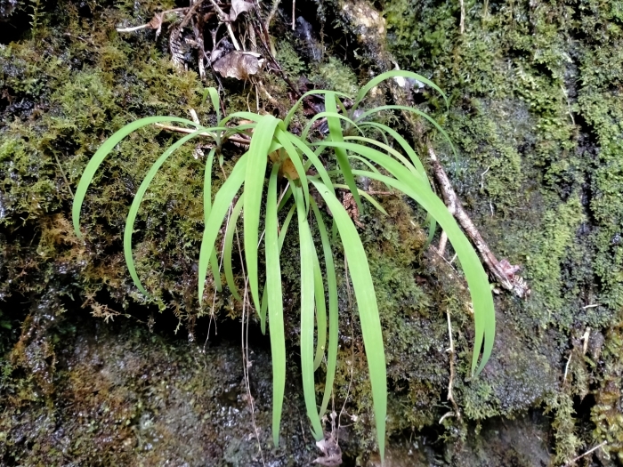 Arthropodium candidum image