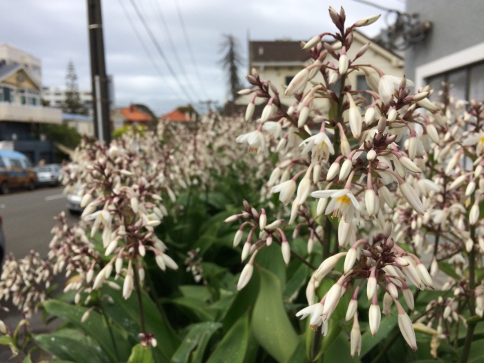 Arthropodium cirratum image