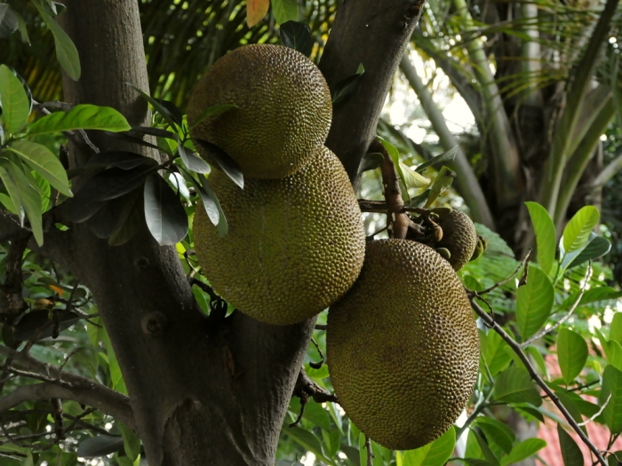 Artocarpus heterophyllus image