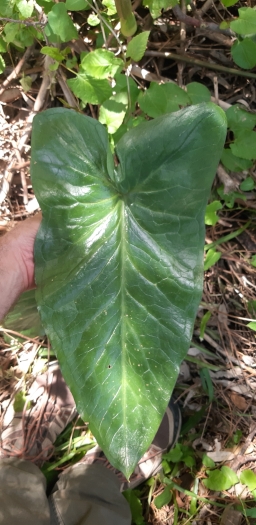 Arum apulum image