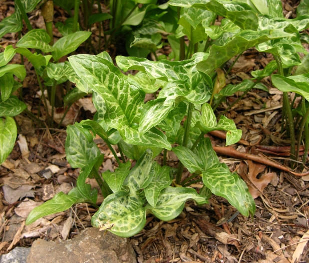 Arum italicum image