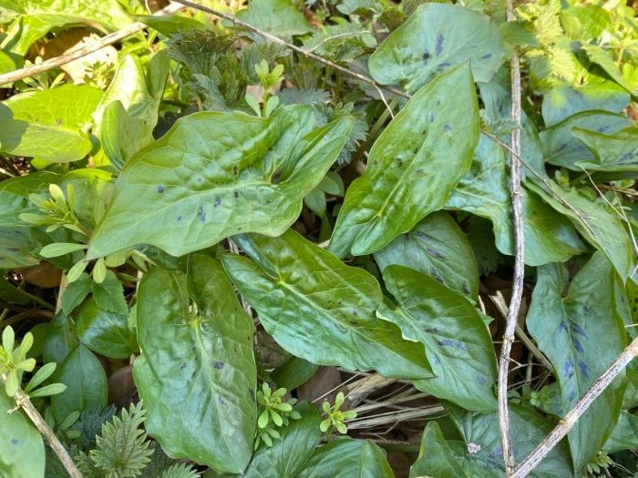 Arum maculatum image