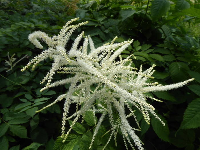 Aruncus dioicus image