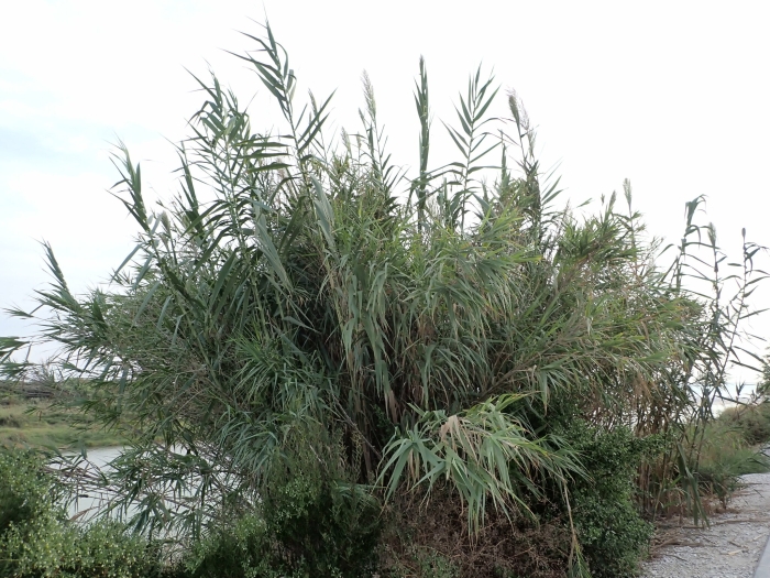 Arundo donax image