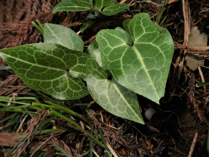 Asarum virginicum image