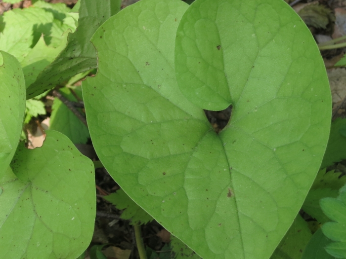 Asarum sieboldii image