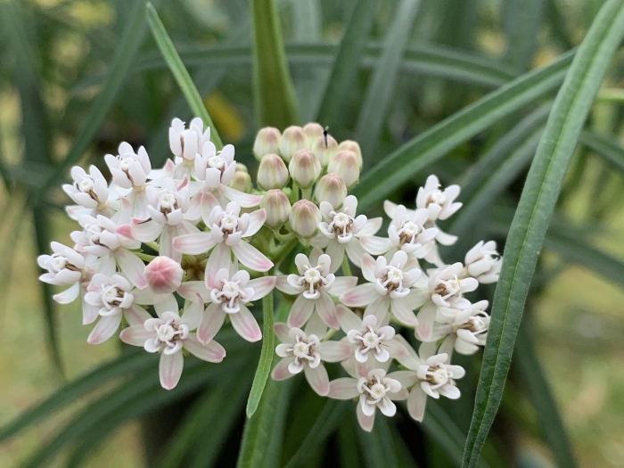 Asclepias angustifolia image