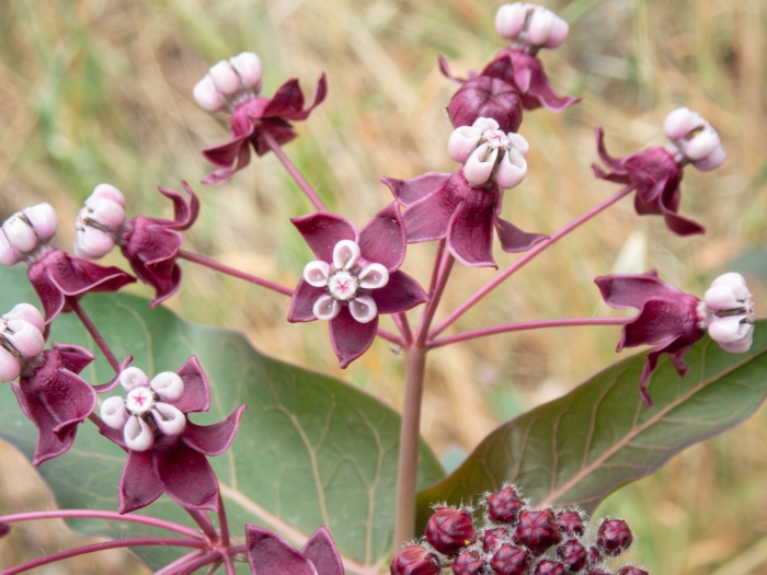 Asclepias cordifolia image