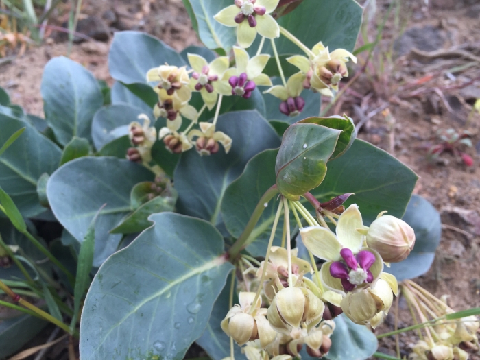 Asclepias cryptoceras image