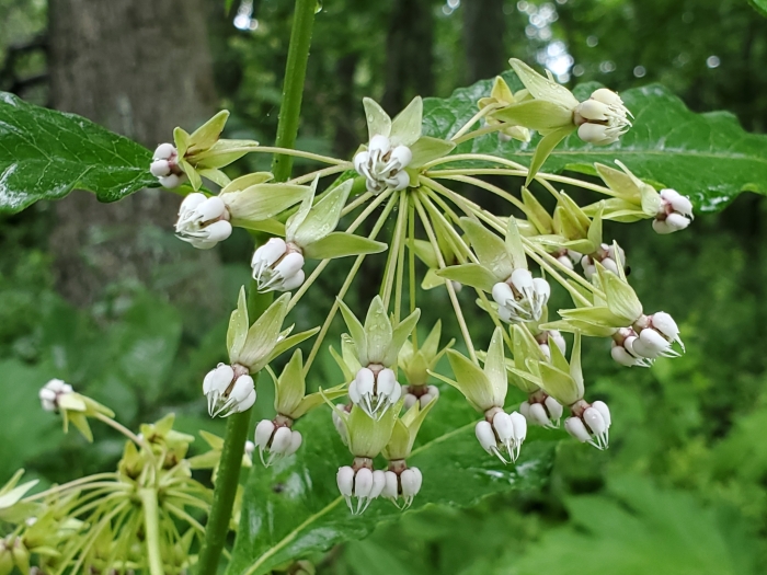 Asclepias exaltata image