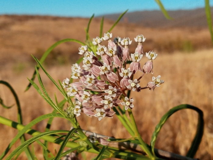 Asclepias fascicularis image