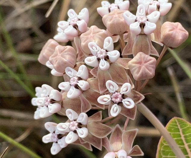 Asclepias humistrata image
