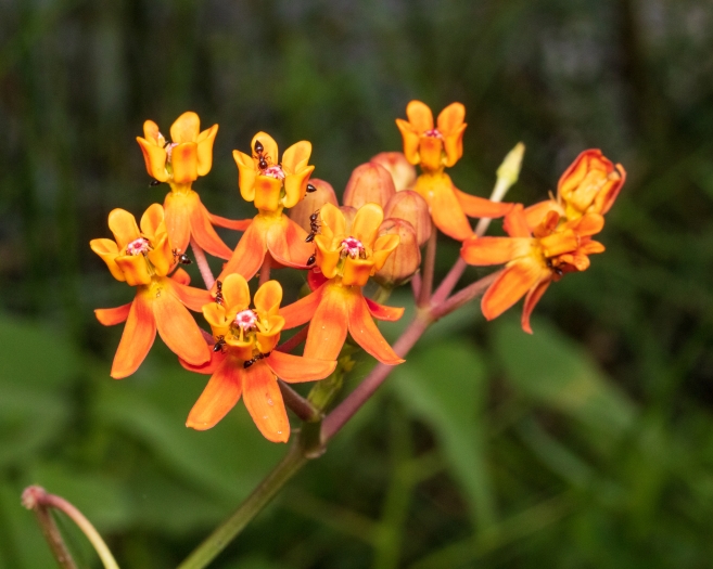 Asclepias lanceolata image