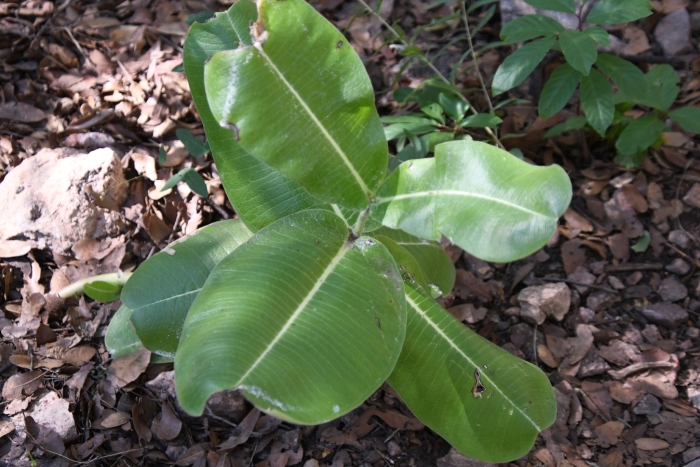 Asclepias lemmonii image
