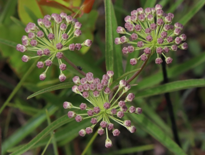 Asclepias longifolia image