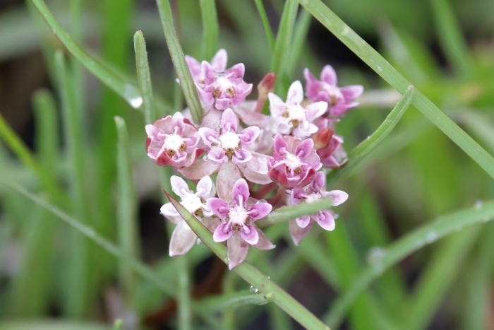 Asclepias michauxii image
