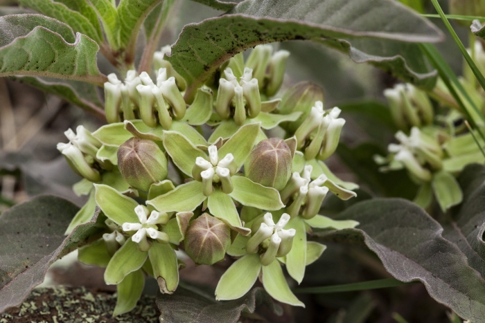 Asclepias nyctaginifolia image