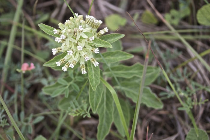 Asclepias oenotheroides image