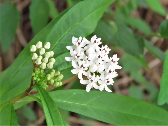 Asclepias perennis image