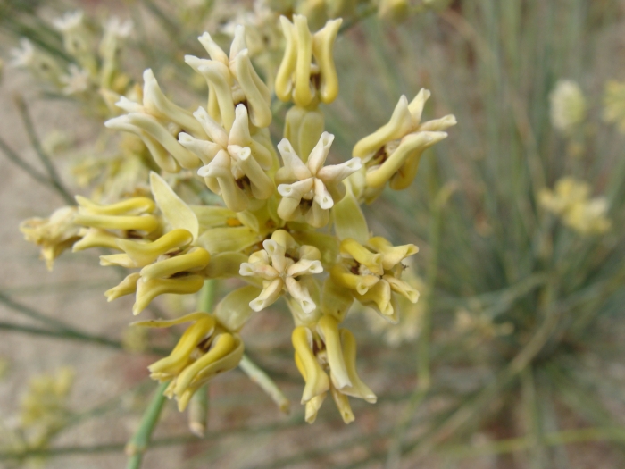 Asclepias subulata image