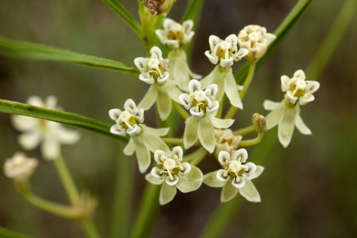 Asclepias subverticillata image